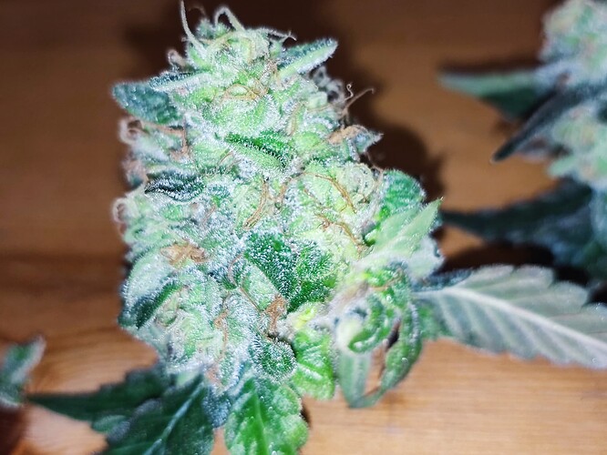 Growreport Bild 9