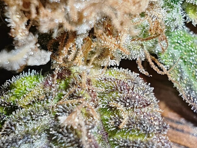Growreport Bild 25