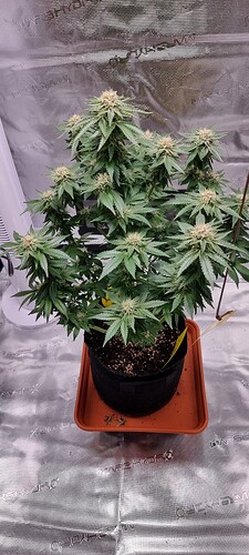 Growreport Bild 8