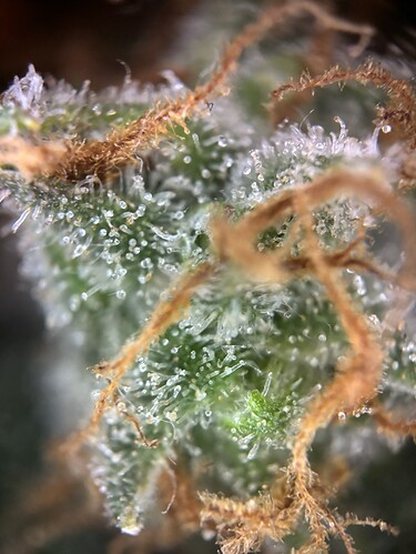 Growreport Bild 85