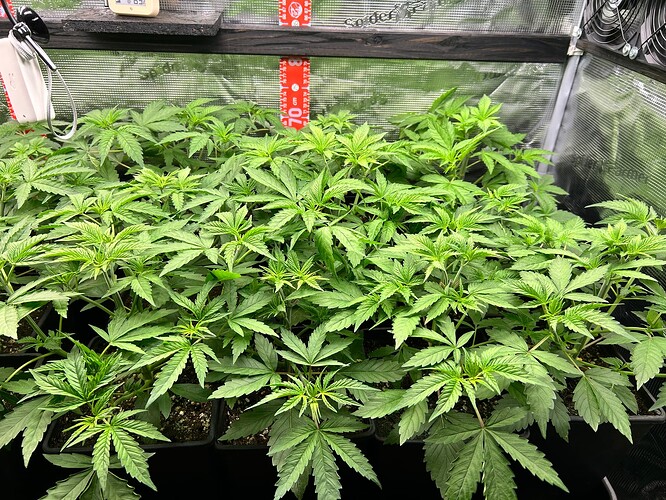 Growreport Bild 5