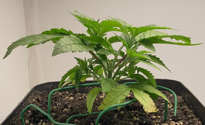 Growreport Bild 1