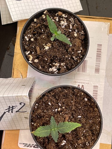 Growreport Bild 17