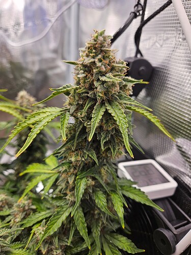 Growreport Bild 105