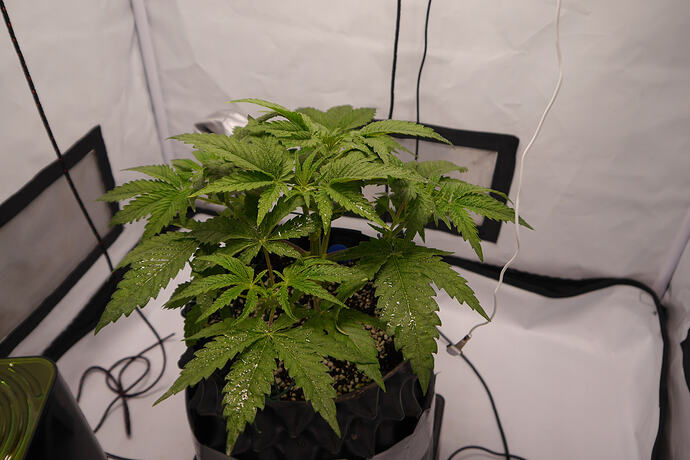 Growreport Bild 3
