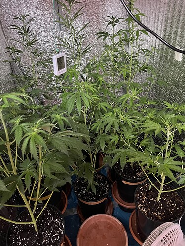 Growreport Bild 4