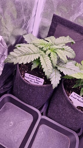 19.04. Tropicanna Poison