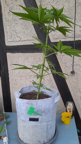 Growreport Bild 4