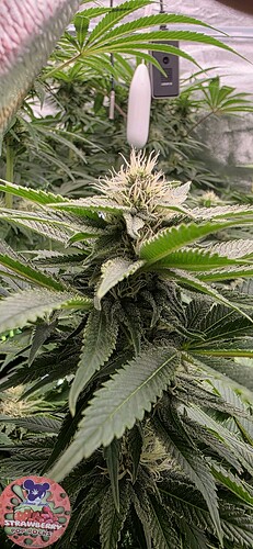 Growreport Bild 31