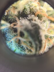 Growreport Bild 6