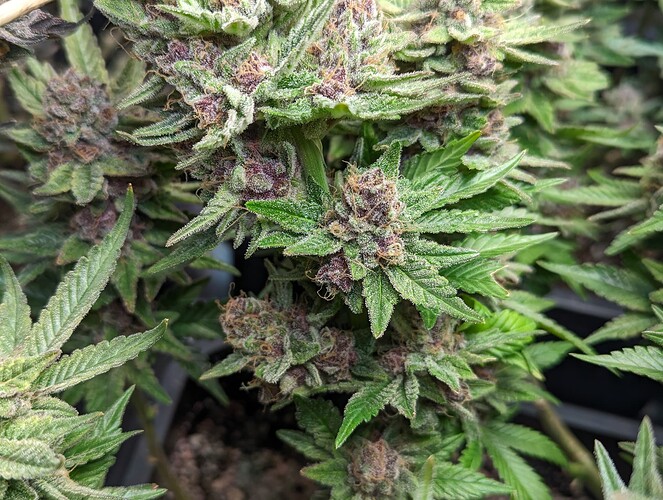 Growreport Bild 7