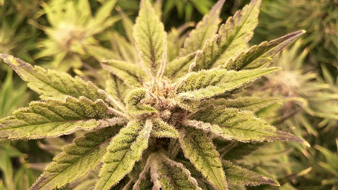 Growreport Bild 10