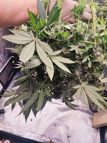Growreport Bild 75
