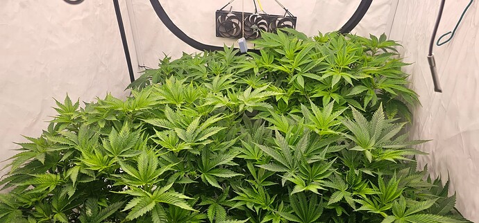 Growreport Bild 6