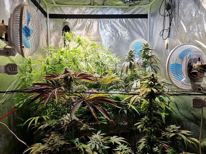 Mehrere Cannabis-Pflanzen in einem Zelt, einige in voller Blüte mit dunklen Blättern, belüftet durch Ventilatoren.
