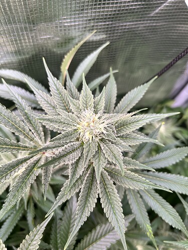Nahaufnahme einer blühenden Cannabispflanze mit vielen Trichomen auf den Blättern und Blüten.