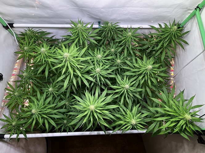 Growreport Bild 3