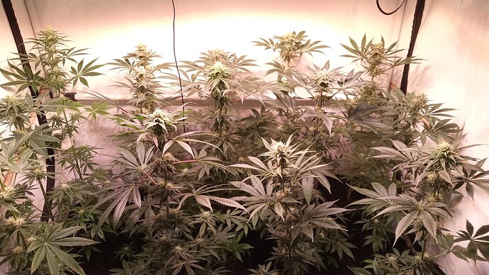Growreport Bild 4