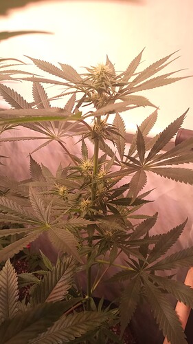Growreport Bild 52