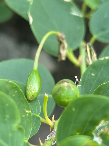 Growreport Bild 74