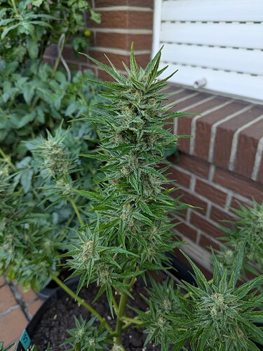 PXL_20240720_070204232