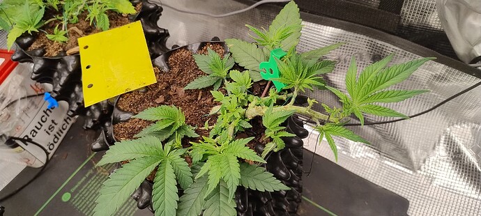 IMG_20250929_103052370