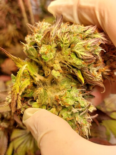 Growreport Bild 1