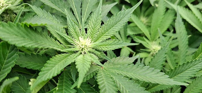 Growreport Bild 12