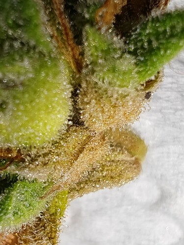 Growreport Bild 46