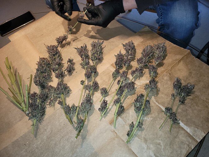 Growreport Bild 4