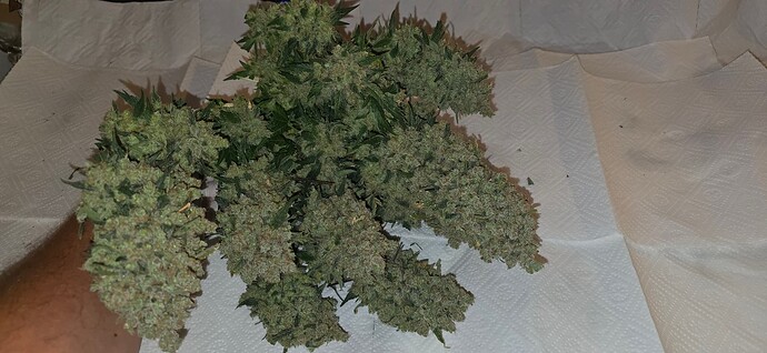 Growreport Bild 1