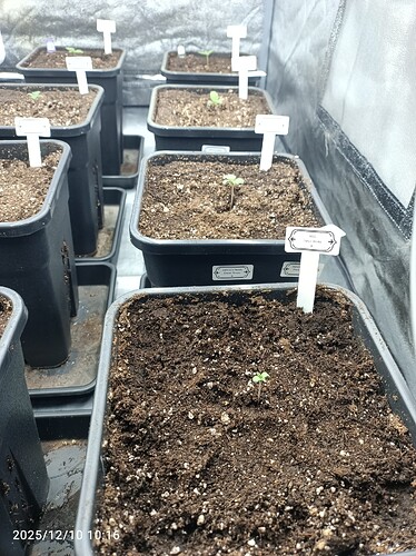 Growreport Bild 2