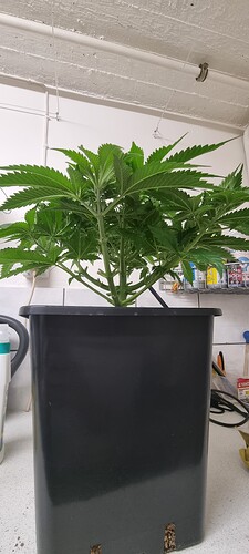 Growreport Bild 15