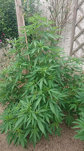 Growreport Bild 3