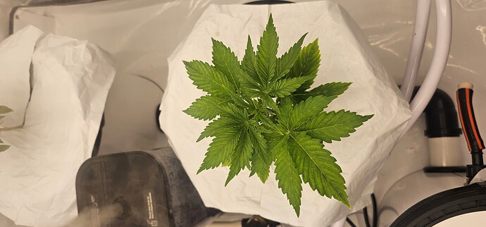 Growreport Bild 29