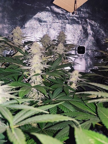 Growreport Bild 67