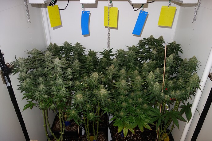 Growreport Bild 4