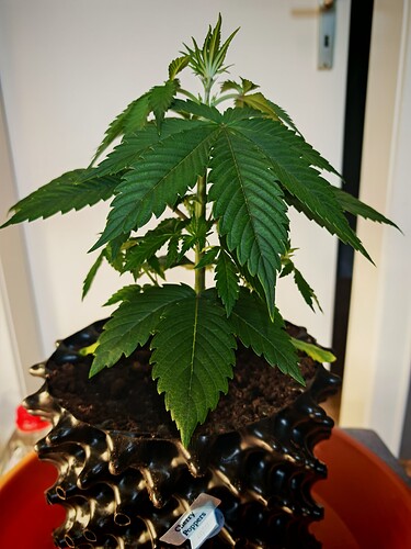 Growreport Bild 6