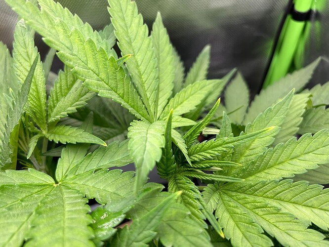 Growreport Bild 3