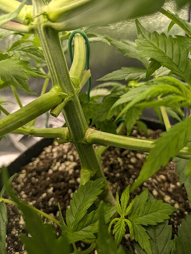 Growreport Bild 35