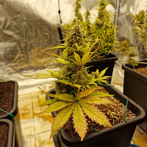 Growreport Bild 3