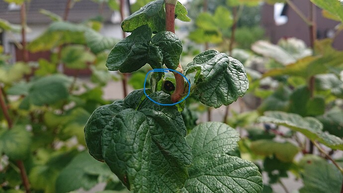 Growreport Bild 54