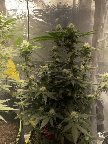 Growreport Bild 2