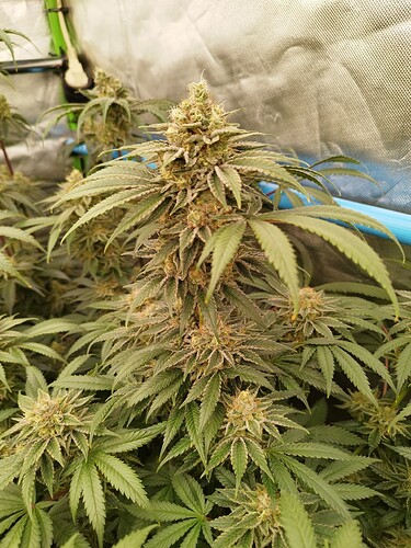Growreport Bild 8