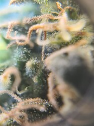 Growreport Bild 13