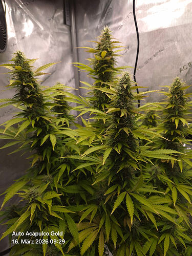 Eine blühende Cannabispflanze in einem Growzelt, die im Text als 'Maja' bezeichnet wird.