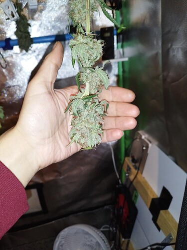 Eine Hand hält einen Zweig mit getrockneten Cannabis-Buds, der im Trocknungszelt hängt.