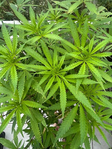 Growreport Bild 15