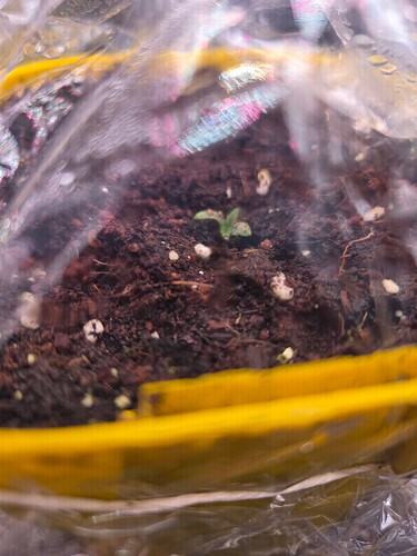 Growreport Bild 12