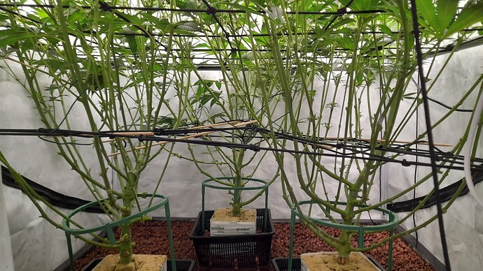 Growreport Bild 3